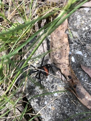 Latrodectus hasselti