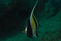 Zanclus cornutus