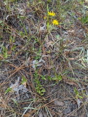 Chrysopsidinae