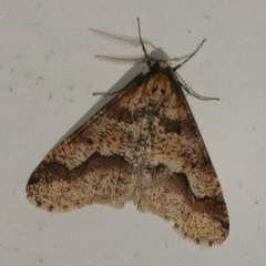 Erannis defoliaria