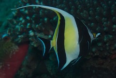 Zanclus cornutus
