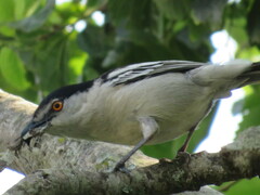 Dryoscopus cubla cubla