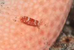 Eumalacostraca