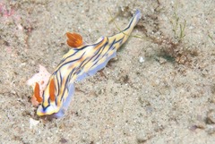 Hypselodoris nigrostriata