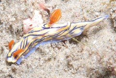 Hypselodoris nigrostriata