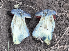 Rubroboletus eastwoodiae