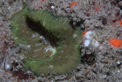 Stichodactyla tapetum