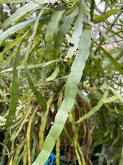 Muehlenbeckia platyclada