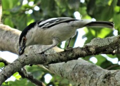 Dryoscopus cubla cubla