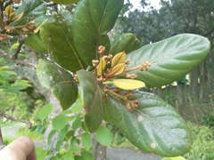 Beilschmiedia tarairi