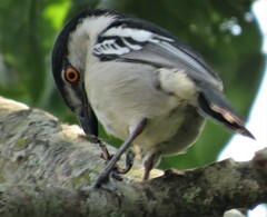 Dryoscopus cubla cubla