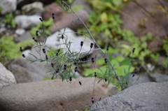 Porophyllum linaria