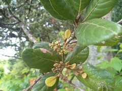 Beilschmiedia tarairi