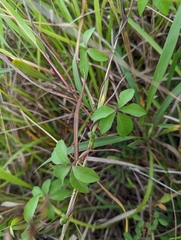 Ipomoea cairica