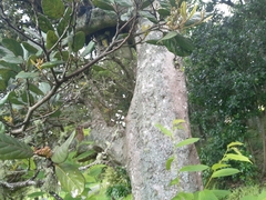 Beilschmiedia tarairi