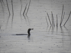 Nannopterum brasilianum