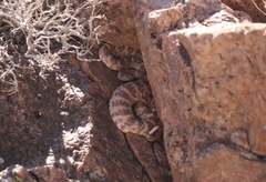 Crotalus pyrrhus