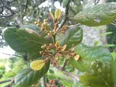 Beilschmiedia tarairi