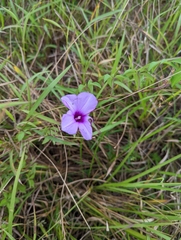 Ipomoea cairica