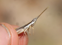 Paropomala pallida