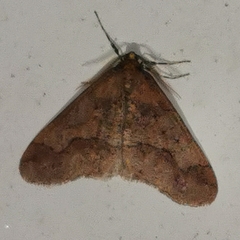 Erannis defoliaria