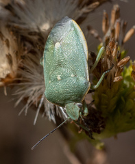 Chlorochroa uhleri