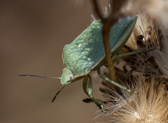 Chlorochroa uhleri