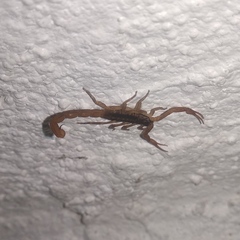 Centruroides infamatus