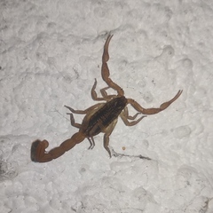 Centruroides infamatus