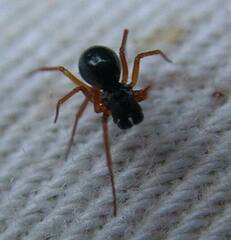 Spirembolus mundus