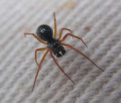 Spirembolus mundus