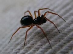 Spirembolus mundus
