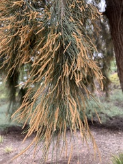Casuarina equisetifolia