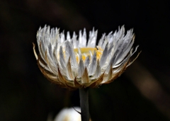 Chrysocephalum baxteri