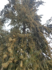 Casuarina equisetifolia