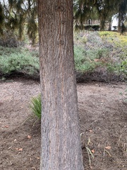 Casuarina equisetifolia