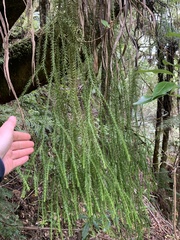 Phlegmariurus varius