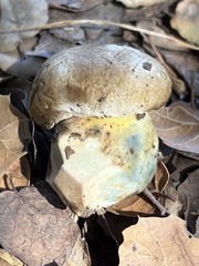 Caloboletus marshii
