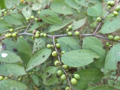 Ziziphus oenopolia
