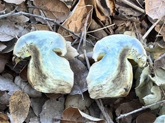 Caloboletus marshii