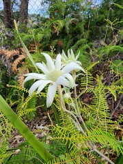 Actinotus helianthi