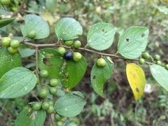 Ziziphus oenopolia