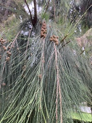 Casuarina equisetifolia