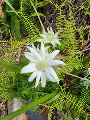 Actinotus helianthi