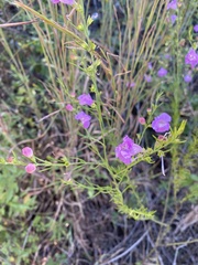 Agalinis fasciculata