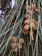 Casuarina equisetifolia
