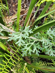 Actinotus helianthi