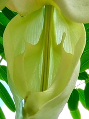 Sesbania grandiflora