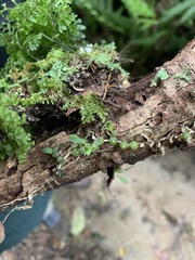 Bulbophyllum pygmaeum