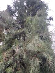 Casuarina equisetifolia